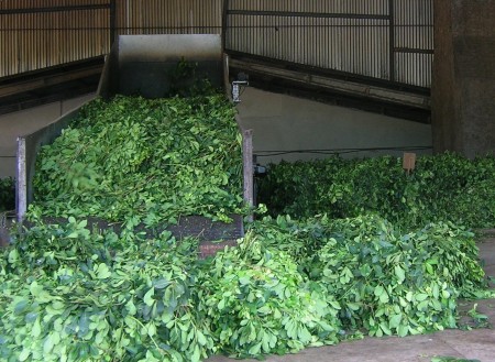 Esteira de Erva Verde